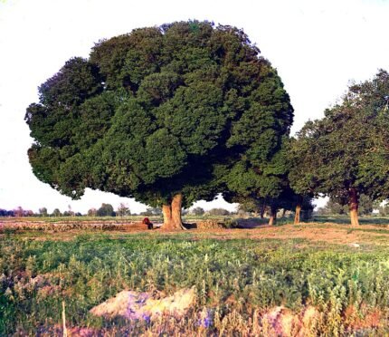 Close-up van groenbladige Ulmus androssowii boomtak met opvallende nerven.