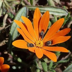 Bloeiende Gorteria diffusa plant met gele bloemen en groen blad.