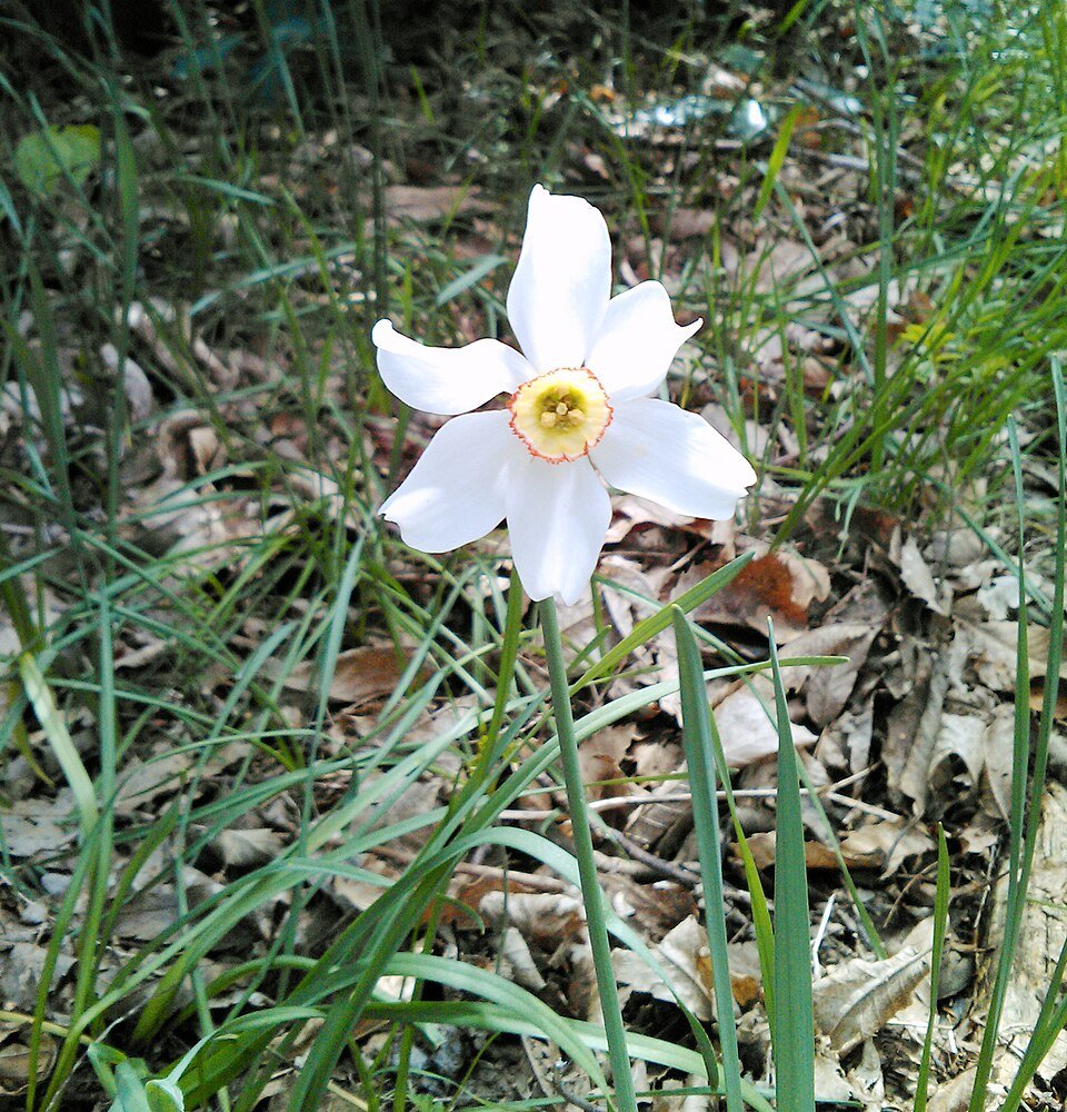 Close-up foto van een dichtersnarcis bloem in Montseny, Catalonië.
