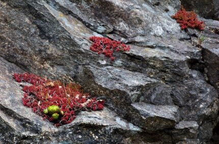 Sedum rubrotinctum op granieten klif met roze jelly bean plant.