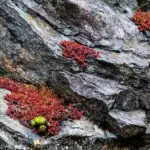 Sempervivum plant op granieten klif met roze jelly bean plant.