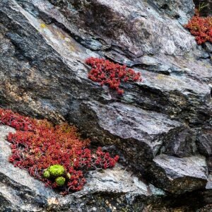 Sempervivum plant op granieten klif met roze jelly bean plant.