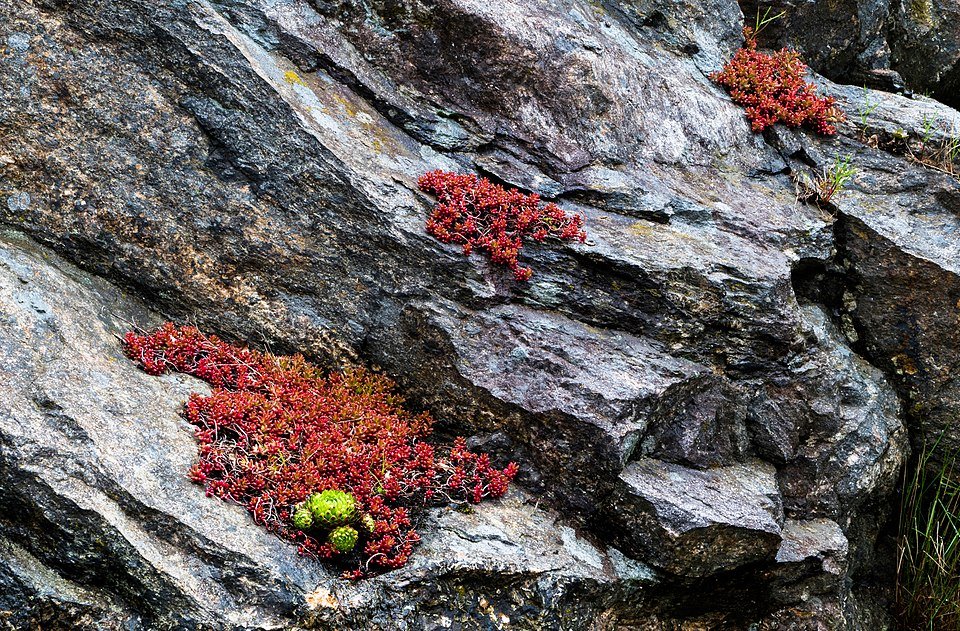 Sempervivum plant op granieten klif met roze jelly bean plant.