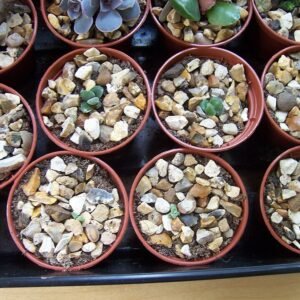 Graptopetalum bellum zaailingen met groene bladeren en paarse tinten.