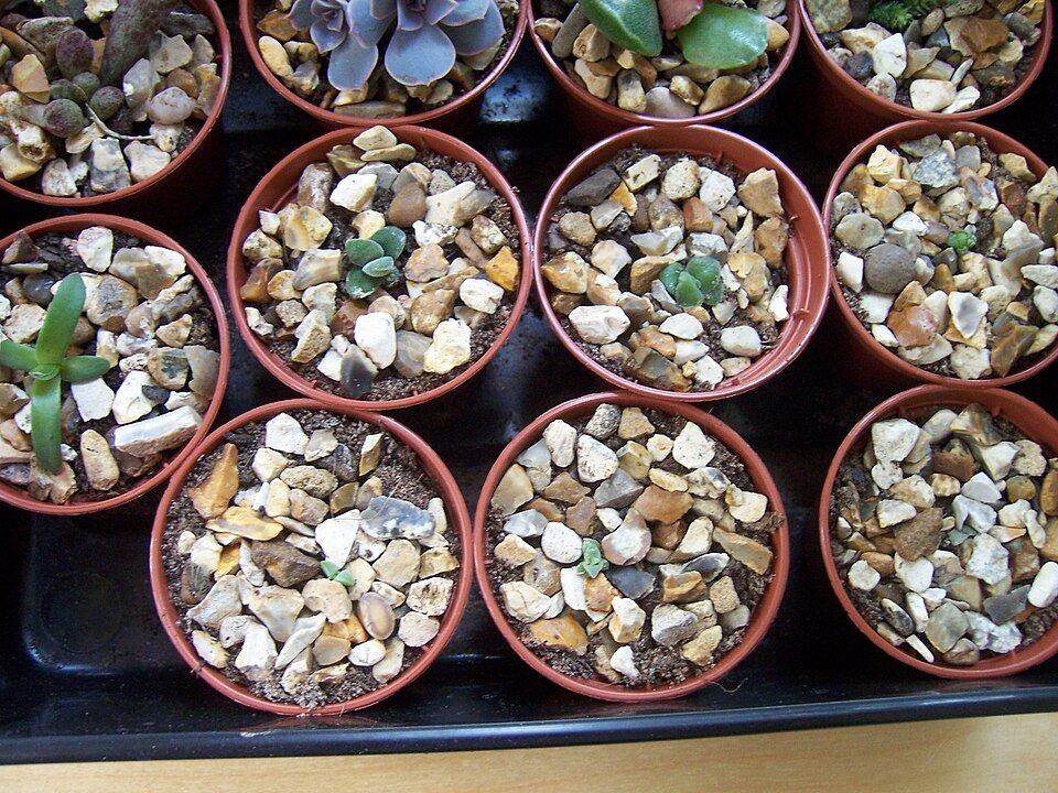 Graptopetalum bellum zaailingen met groene bladeren en paarse tinten.