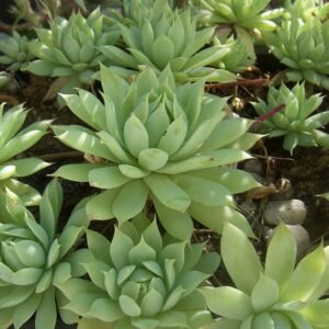 Graptopetalum macdougallii met blauwgroene bladeren en roze accenten.