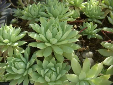 Graptopetalum macdougallii met blauwgroene bladeren en roze accenten.