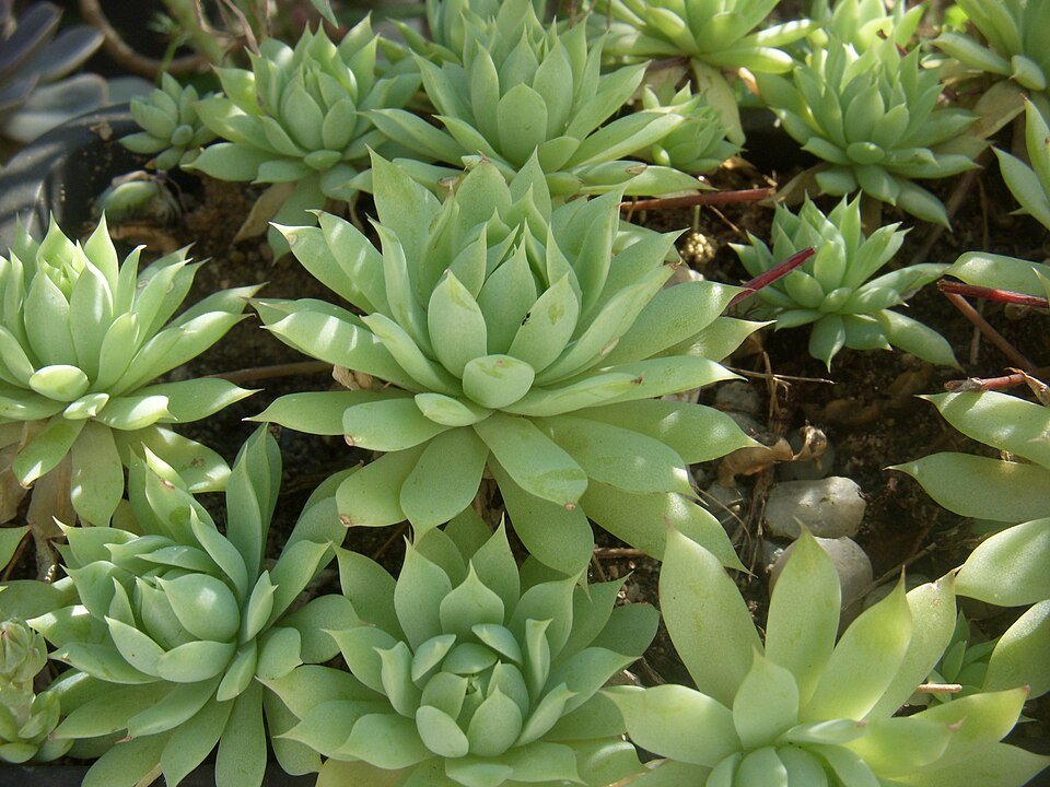 Graptopetalum macdougallii met blauwgroene bladeren en roze accenten.