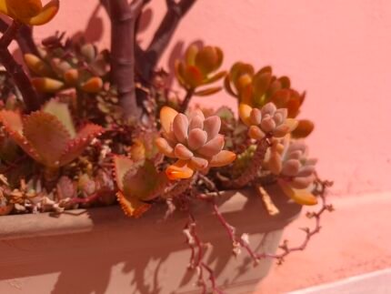Graptopetalum paraguayense plant met rozetten van vlezige, bleekgroene bladeren bij elkaar gegroepeerd.