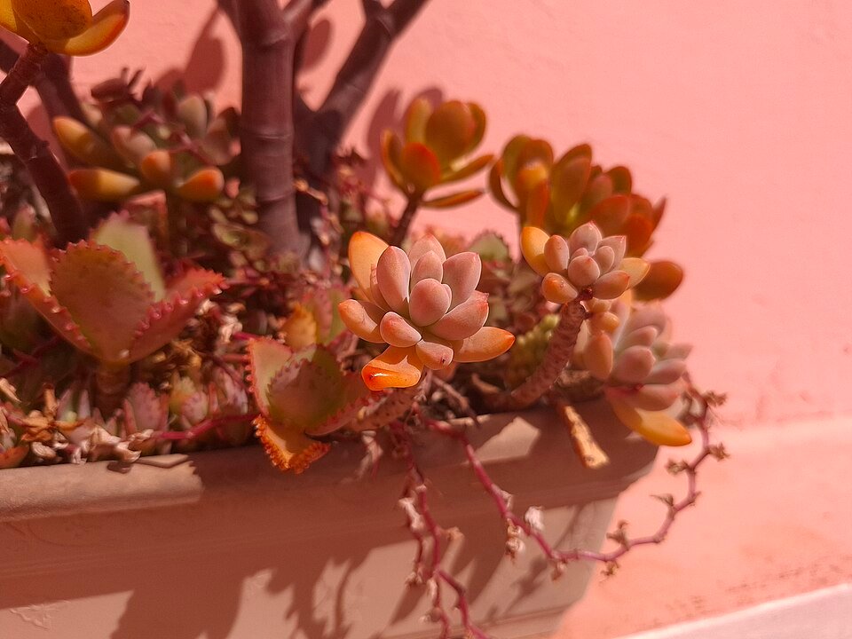 Graptopetalum paraguayense plant met rozetten van vlezige, bleekgroene bladeren bij elkaar gegroepeerd.