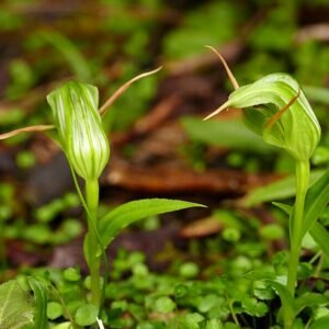 Pterostylis orchidee bloeit in tinten groen en bruin, met een complexe bloemblaadjesstructuur.