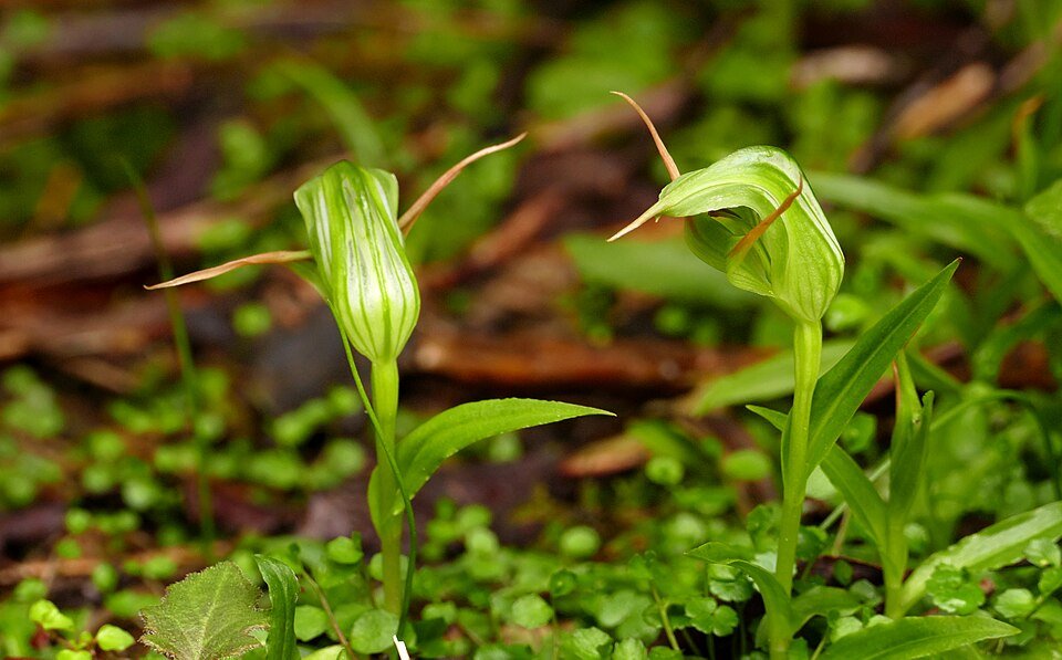 Pterostylis orchidee bloeit in tinten groen en bruin, met een complexe bloemblaadjesstructuur.