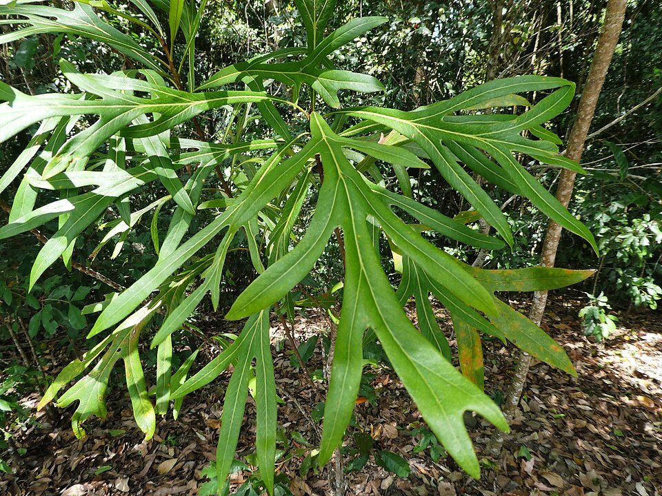 Grevillea baileyana bloemen met zilvergroene bladeren op zonnige achtergrond.