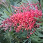Rode bloemen van de Grevillea 'Molly' plant met groen blad.