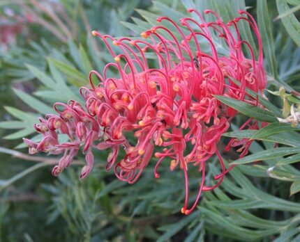 Rode bloemen van de Grevillea 'Molly' plant met groen blad.