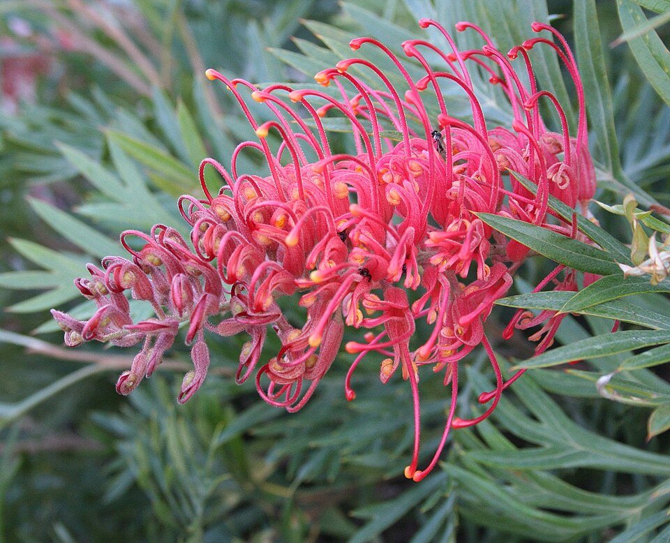Rode bloemen van de Grevillea 'Molly' plant met groen blad.