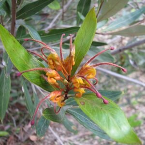 Vibrant Orange Marmalade Grevillea flower on blurred green background.