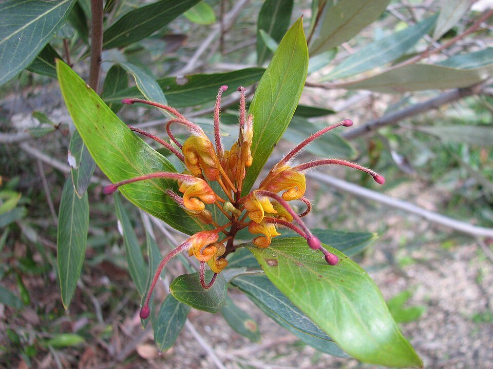 Vibrant Orange Marmalade Grevillea flower on blurred green background.