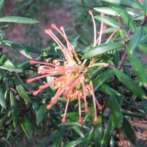 Grevillea 'Poorinda Queen' met rode bloemen en groene bladeren op zonnige achtergrond.