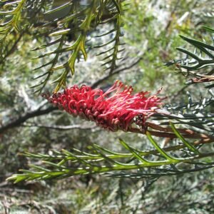 Grevillea 'Red Hooks' met rode bloemen en haakvormige bladeren.