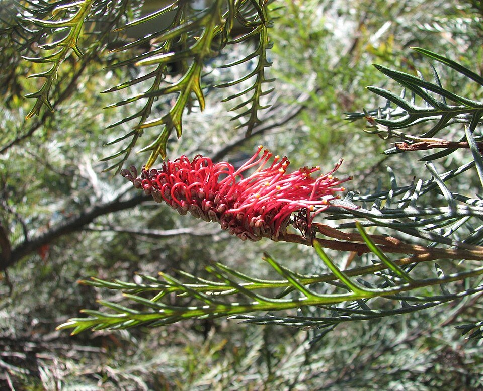 Grevillea 'Red Hooks' met rode bloemen en haakvormige bladeren.