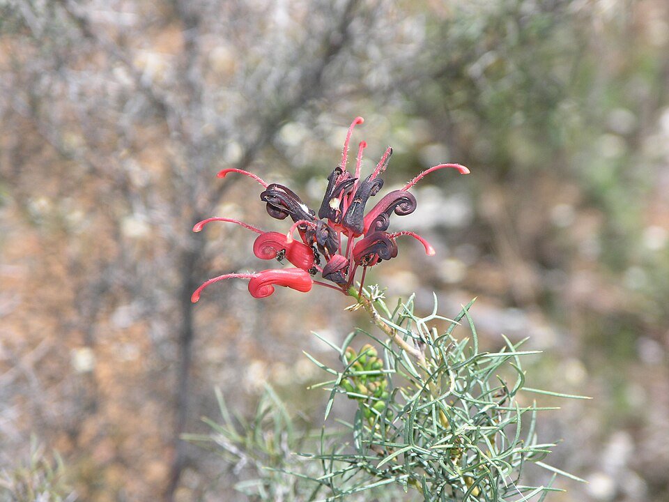 Grevillea wilsonii bloemen in close-up, paars en geel.