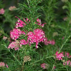 Grevillea rosmarinifolia bloemen in het zonlicht.