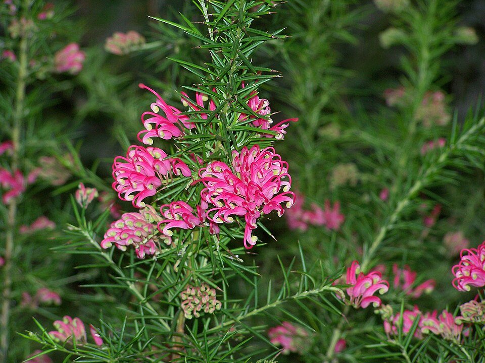 Grevillea rosmarinifolia bloemen in het zonlicht.
