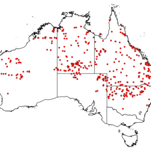 Grevillea striata bloem met rode kelken en groene bladeren op witte achtergrond.