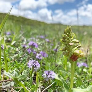Groene nachtorchis bloem met groene bladeren in close-up.