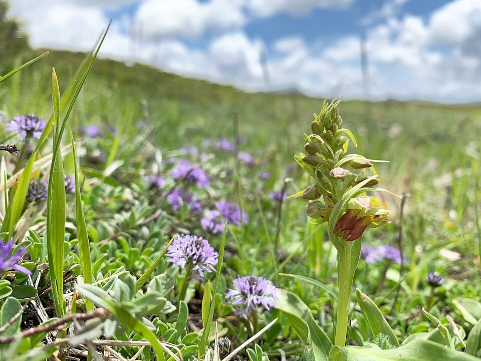 Groene nachtorchis bloem met groene bladeren in close-up.
