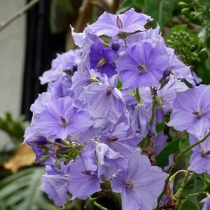 Costa Ricaanse nachtschade bloeiende plant in Guatemala.