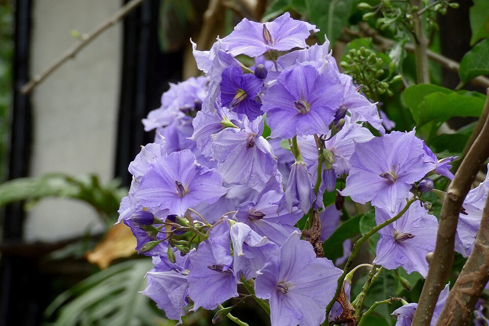 Costa Ricaanse nachtschade bloeiende plant in Guatemala.