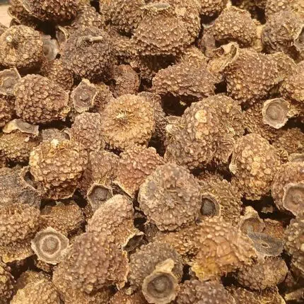 Gouden bloemen van Rosa roxburghii in Guizhou Anshun voor schaduwrijke standplaats.