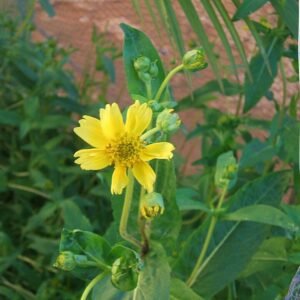 Biologische Nigerzaad met zwarte zaden op natuurlijke achtergrond.