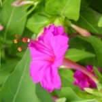 Nachtschone plant met gele bloemen en groene bladeren in tuin.