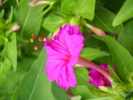Nachtschone plant met gele bloemen en groene bladeren in tuin.