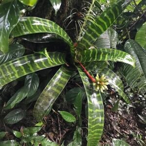 Guzmania musaica plant with vibrant mosaic-patterned leaves.