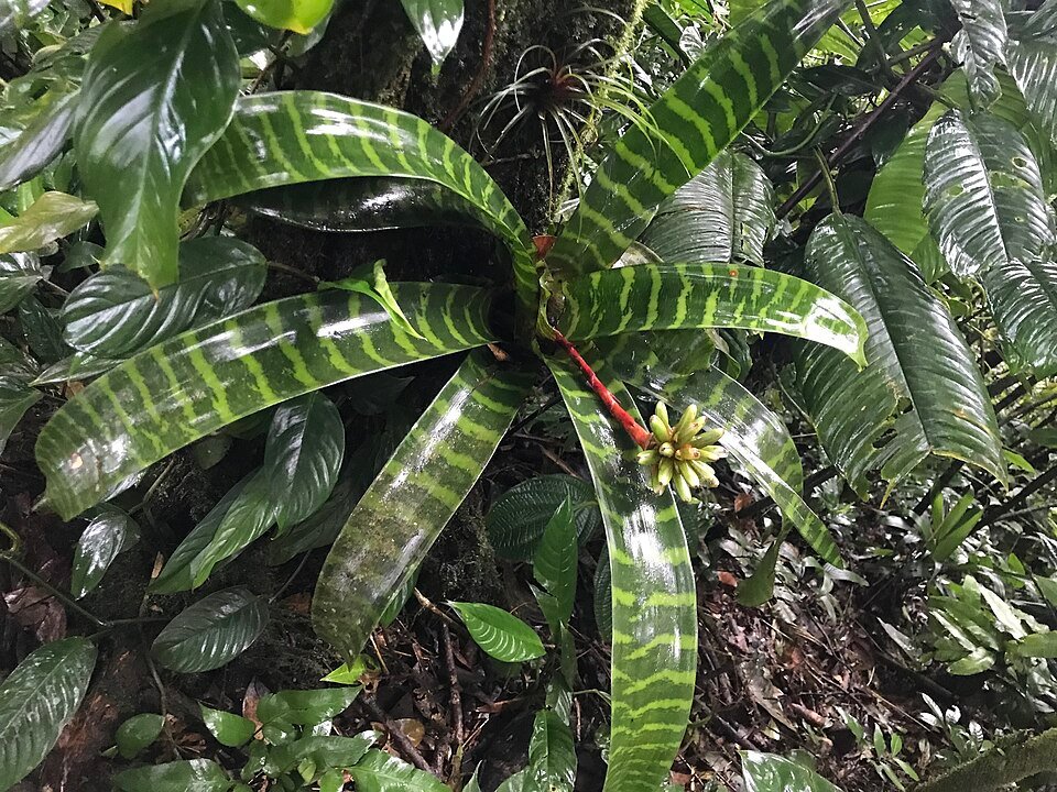 Guzmania musaica plant with vibrant mosaic-patterned leaves.