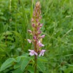 Gymnadenia borealis orchidee bloeit met delicate roze bloemen en groene bladeren.