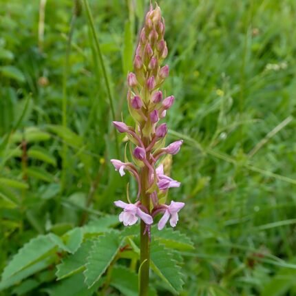 Gymnadenia borealis orchidee bloeit met delicate roze bloemen en groene bladeren.