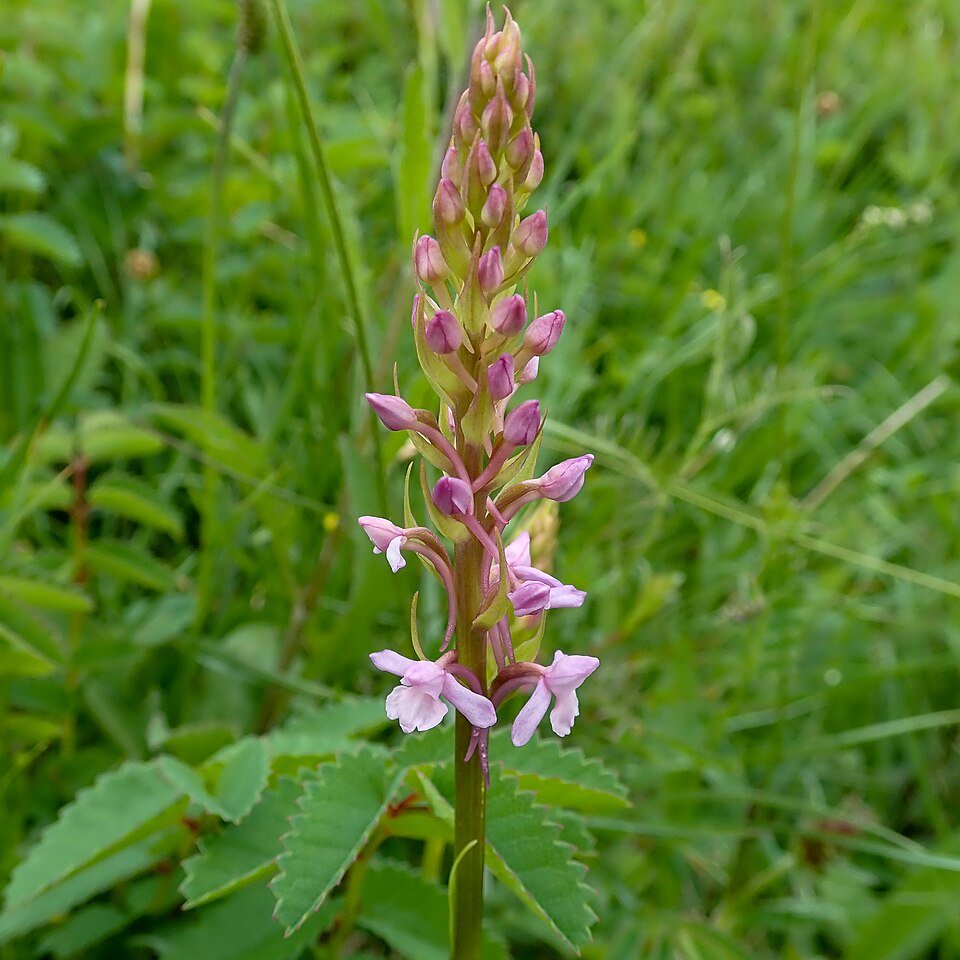 Gymnadenia borealis orchidee bloeit met delicate roze bloemen en groene bladeren.