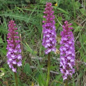 Paarse Gymnadenia bloemen in natuurlijke omgeving.