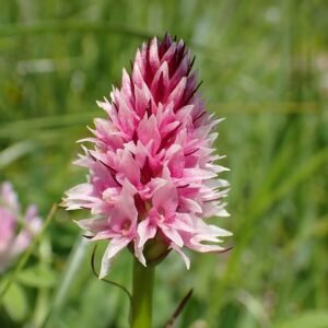 Purple Gymnadenia stiriaca orchids in full bloom.