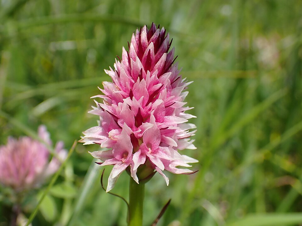 Purple Gymnadenia stiriaca orchids in full bloom.