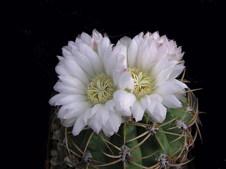 Gymnocalycium monvillei cactus met roze bloemen op zandkleurige achtergrond.