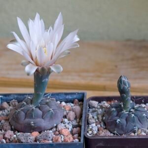 Kleine ronde Gymnocalycium berchtii cactus op grijze achtergrond.