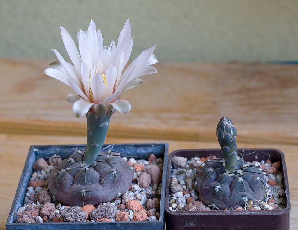 Kleine ronde Gymnocalycium berchtii cactus op grijze achtergrond.