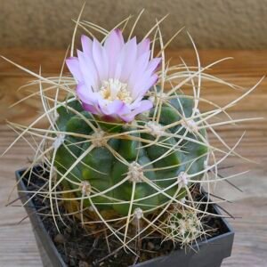 Gymnocalycium cactus plant with pink flowers and green spikes.