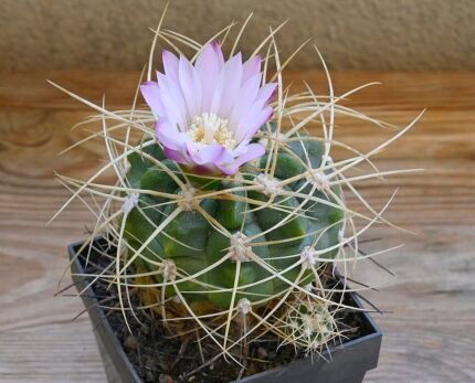 Gymnocalycium cactus plant with pink flowers and green spikes.